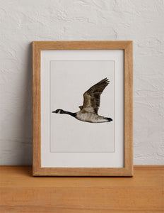Canada Goose