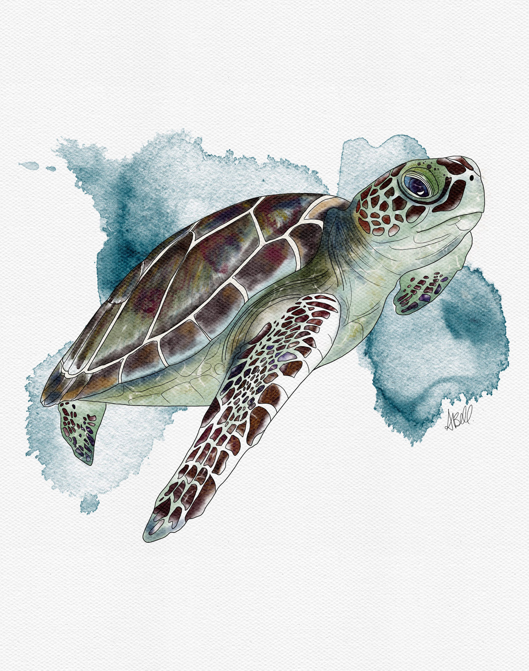 Sea Turtle