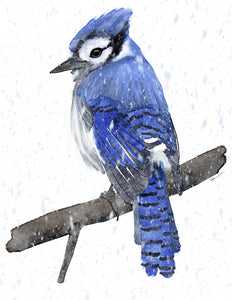 Snowy Bluejay